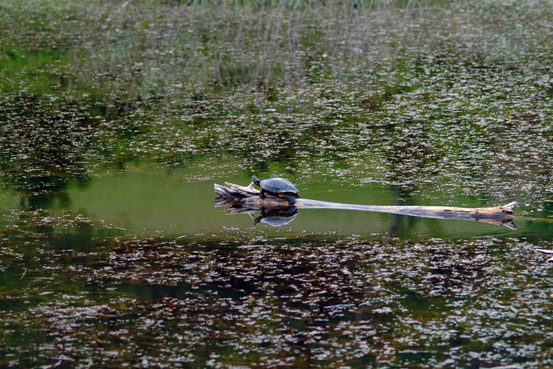 Tartaruga acquatica